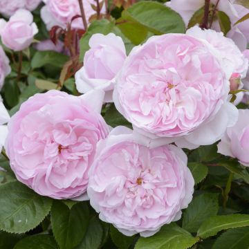 Rosier David Austin Olivia Rose Austin® - Ausmixture Rosier David Austin Olivia Rose Austin® - Ausmixture