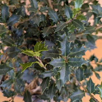 Osmanthus heterophyllus Purpureus Osmanthus heterophyllus Purpureus