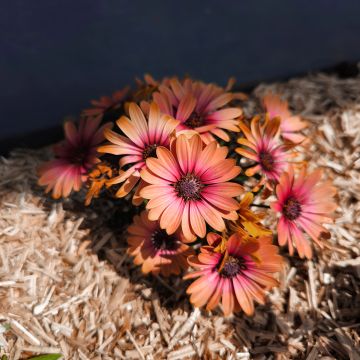 Osteospermum Cape Daisy Fireburst