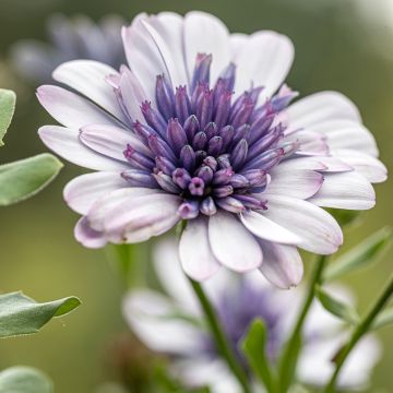 Osteospermum Flower Power Spider Pink