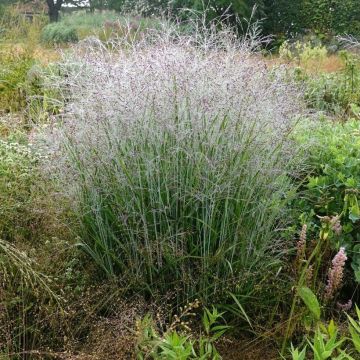 Panic érigé - Panicum virgatum Shenandoah  