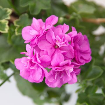 Géranium-lierre Amelit - Pelargonium peltatum Géranium-lierre Amelit - Pelargonium peltatum
