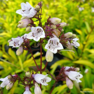 Penstemon digitalis Husker Red - Galane