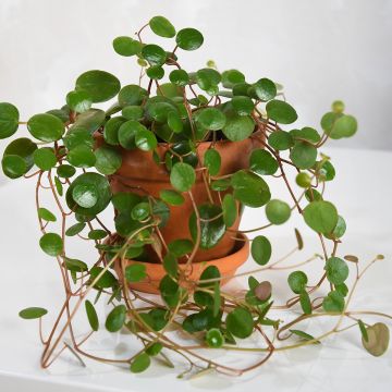 Peperomia Pepperspot Peperomia Pepperspot