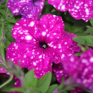 Petunia Splash Dance Magenta Mambo℗