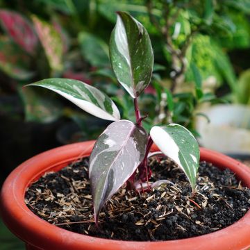 Philodendron Red Anderson Philodendron Red Anderson
