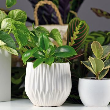 Philodendron Green Princess