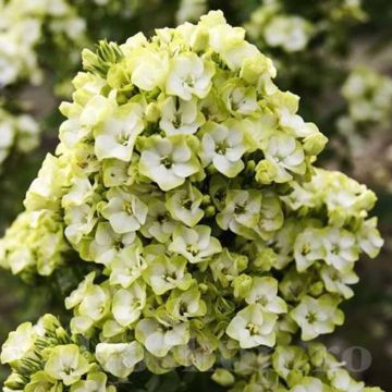 Phlox Sherbet Blend
