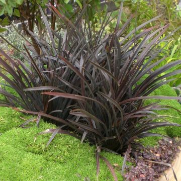Phormium Mini Magic - Lin de Nouvelle-Zélande Phormium Mini Magic - Lin de Nouvelle-Zélande