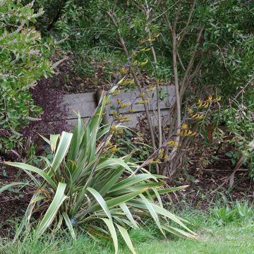 Phormium Tricolor - Lin de Nouvelle-Zélande - Lin des montagnes