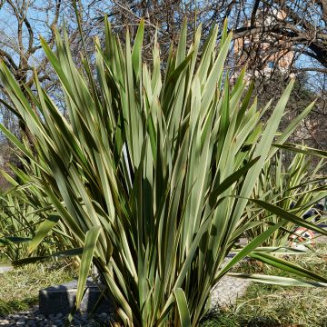 Graines de Palmier de Chine - Trachycarpus Fortunei