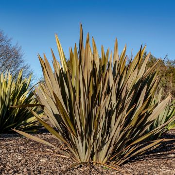 Graines de Palmier de Chine - Trachycarpus Fortunei