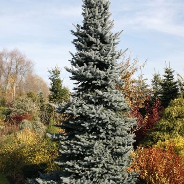 Picea pungens Glauca Globosa - Epicea bleu                   