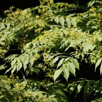 Picrasma quassioides - Quassia du Japon Picrasma quassioides - Quassia du Japon