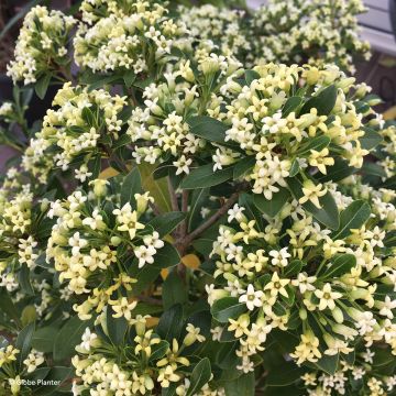 Pittosporum Green Mound Pittosporum Green Mound