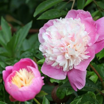 Pivoine lactiflora Bowl of Beauty