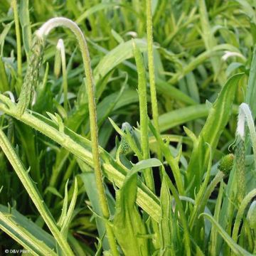 Plantago coronopus - Plantain corne-de-cerf