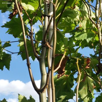Platanus x hispanica Malburg - Platane Platanus x hispanica Malburg - Platane