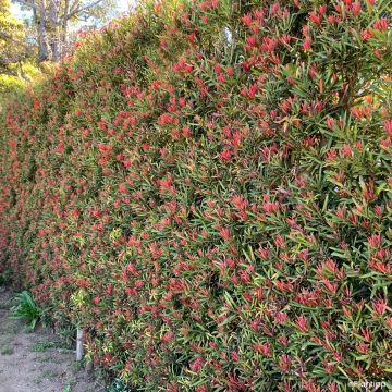 Podocarpus macrophyllus -  Pin des bouddhistes                          