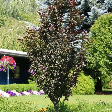 Pommier d'ornement - Malus Red Sentinel Pommier d'ornement - Malus Red Sentinel