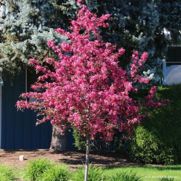 Pommier d'ornement - Malus Liset Pommier d'ornement - Malus Liset