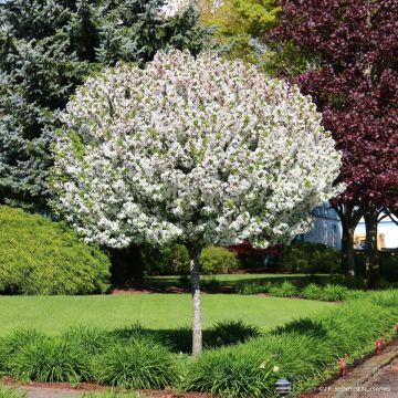 Pommier d'ornement - Malus JFS Sparkling Sprite Pommier d'ornement - Malus JFS Sparkling Sprite