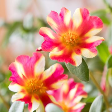 Portulaca Campino Twist Pink - Pourpier annuel Portulaca Campino Twist Pink - Pourpier annuel