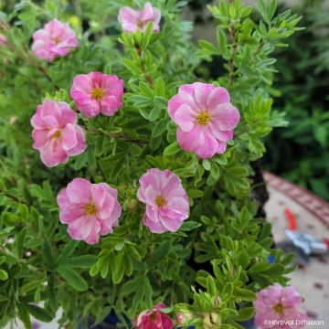 Potentilla fruticosa Double Punch Pink - Potentille arbustive Potentilla fruticosa Double Punch Pink - Potentille arbustive