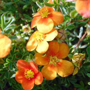 Potentille arbustive Hopley's Orange