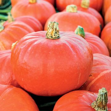 Potiron Potimarron Uchiki Kuri BIO Potiron Potimarron Uchiki Kuri BIO