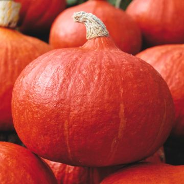 Potimarron Uchiki Kuri - Cucurbita maxima Kabocha Potimarron Uchiki Kuri - Cucurbita maxima Kabocha