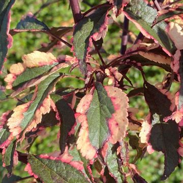 Prunier myrobolan Hessei - Prunus cerasifera Prunier myrobolan Hessei - Prunus cerasifera