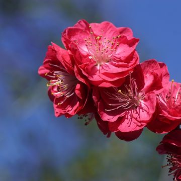 Prunus persica Taoflora Red - Pêcher à fleurs rouge framboise