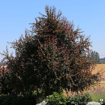 Pyrus calleryana Chanticleer - Poirier d'ornement