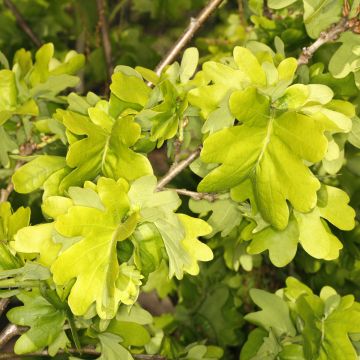Chêne pédonculé crispé - Quercus robur Cristata