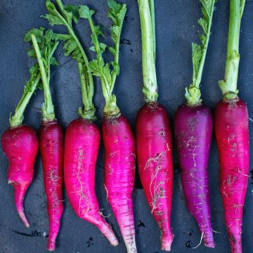 Radis violet de Gournay - Vilmorin Radis violet de Gournay - Vilmorin