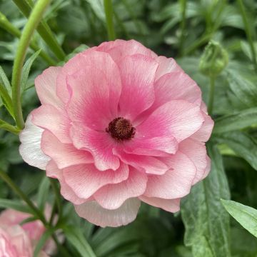 Renoncule fleur double rouge - Ranunculus asiaticus