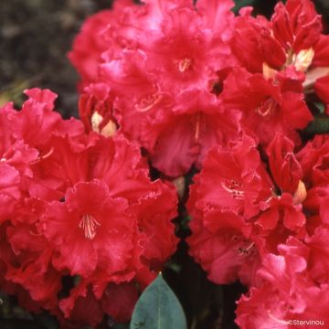 Rhododendron Sappho
