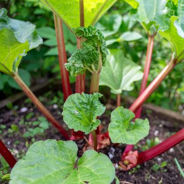 Rhubarbe Valentine
