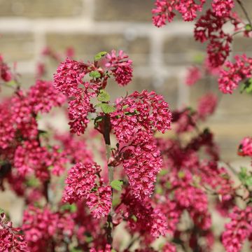 Ribes sanguineum Amore - Groseillier à fleurs