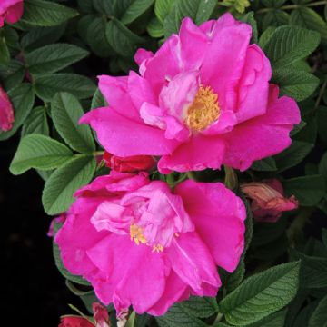 Rosa rugosa Angelia Purple