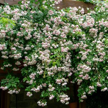 Rosier Liane Paul s Himalayan Musk