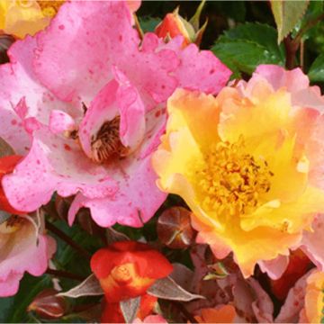 Rosier à fleurs groupées Bienenweide Gelb Rosier à fleurs groupées Bienenweide Gelb