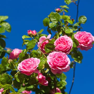 Rosier David Austin Constance Spry®