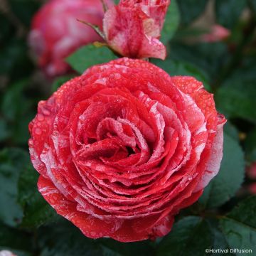 Rosier à fleurs groupées Scentimental en racines nues Rosier à fleurs groupées Scentimental en racines nues