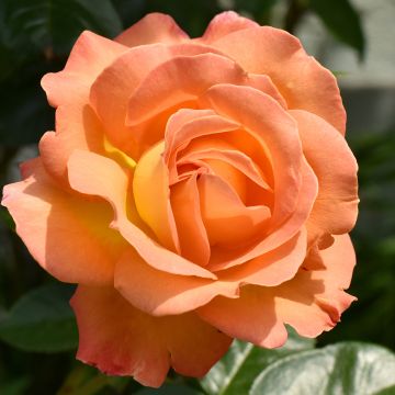rosier grimpant Disting'O Orange 