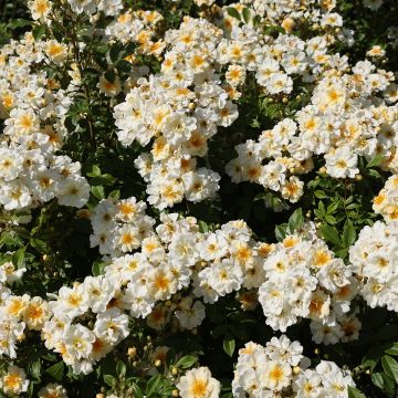 Rosier liane Goldfinch Rosier liane Goldfinch