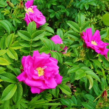 Rosa rugosa - Rosier botanique, rosier rugueux.