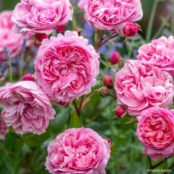Rosier David Austin The Alnwick Rose en racines nues