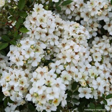 Rosier Fête des Mères - Rosa (x) polyantha